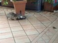 /album/minou-la-gattina-di-casa/a2012-09-05-11-39-29-jpg/